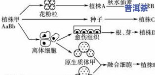 茶叶中香气成分形成的主要途径及来源与主要成分解析