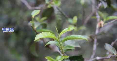 庆沣祥茉莉大叶晒青茶：是什么茶？与庆丰祥茶王6000相比如何？价格贵吗？