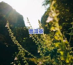 为什么三坑两涧的茶叶备受推崇？详解其优越品质与价格