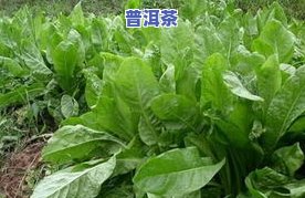 菊苣普洱茶的功效、作用及价格全解析