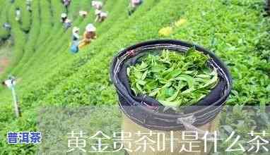 菊苣茶价格全揭秘：多少钱一斤？图片与功效解析！