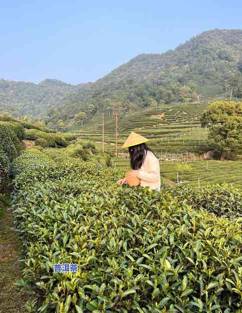 云河普洱茶推荐哪种好喝的，寻找好喝的云河普洱茶？这款不容错过！