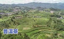 张家界茶叶场-张家界茶叶场到哪里