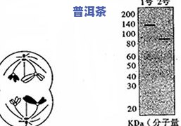 茶叶有抗癌功效吗？探究科学依据与实证结果