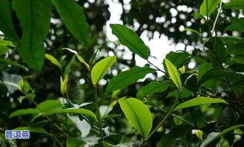 普洱茶前途-普洱茶前景