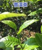 普洱茶大树茶树龄：更佳年限、成熟期与作用因素