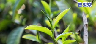 普洱茶大树茶树-普洱茶大树茶树龄