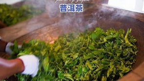 冰岛属于什么茶种？详解其类型、种植和特点