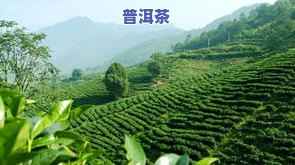 保山市主要茶叶：云南保山著名茶叶及当地茶厂一览