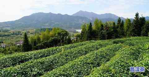 大益普洱茶公司地址，探寻大益普洱茶公司的所在地