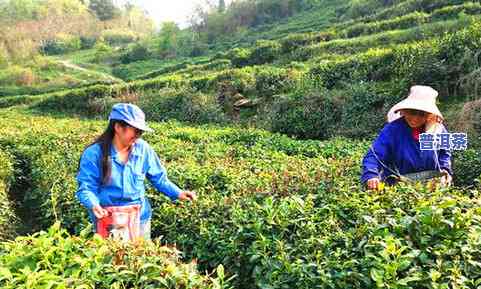 向茶农直接收购新鲜优质茶叶，建立长期合作关系