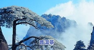 黄山区茶叶场地址查询：在哪里进货？