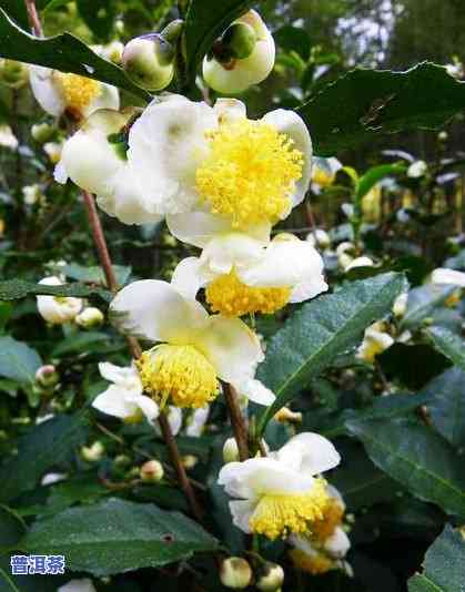 普洱茶一年能开几次花？季节、次数与开花图片解析