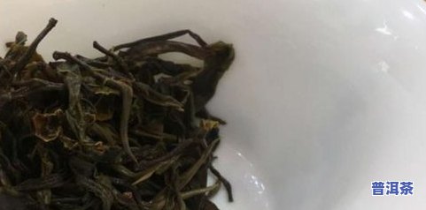 东到普洱茶-东普洱茶树