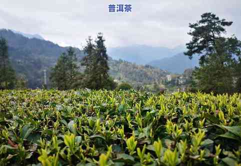 临沧古树冰岛茶价格-临沧冰岛古树茶多少钱一斤