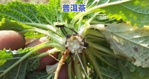 冬凌草泡水真的能治咳嗽吗？效果如何？