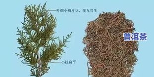 冬凌草能止咳吗？怎样食用及效果评价