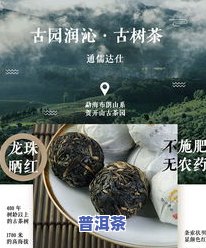 喝普洱茶有什么讲究？正确冲泡方法与品饮技巧全解析