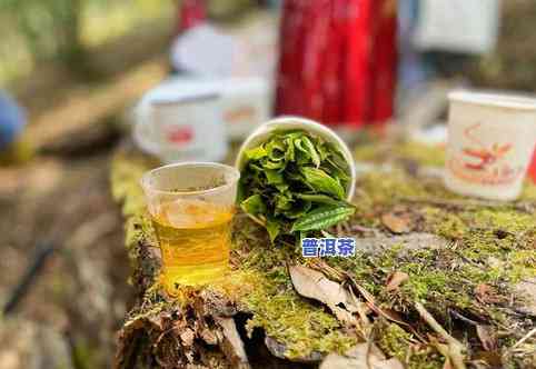 普洱茶春雨-普洱茶 春茶