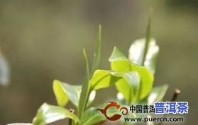 普洱茶春雨-普洱茶 春茶