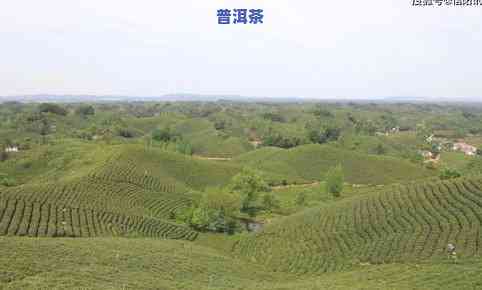 信阳有茶叶场-信阳有茶叶场吗