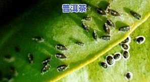 茶叶生虫的起因：深入熟悉虫害对茶叶的作用