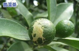 茶叶生虫的起因：深入熟悉虫害对茶叶的作用