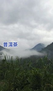 壤塘普洱茶-普洱茶 塘