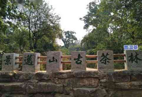 普洱茶总感觉很浓香味道-普洱茶总感觉很浓香味道很重