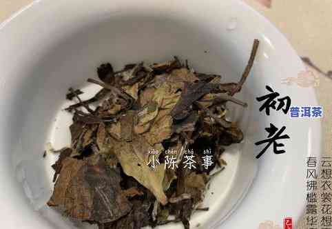 普洱茶小饼泡法视频教程：详细讲解步骤与技巧