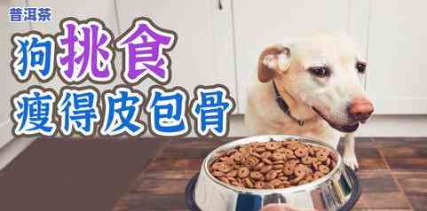 狗子喝普洱茶可以吗？如何正确给它冲泡和饮用？