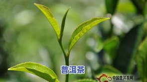 四星大白菜普洱2002最新价格及相关信息