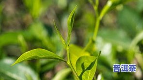 曼撒普洱茶特点口感怎么样-曼撒普洱茶特点口感怎么样啊