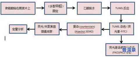 普洱熟茶制作工艺步骤：全过程解析与简易流程