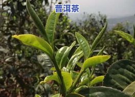 云南临沧冰岛普洱茶价格及特点解析，值几万一斤？