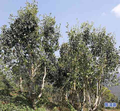 古树纯料普洱茶价值-古树纯料普洱茶价值多少