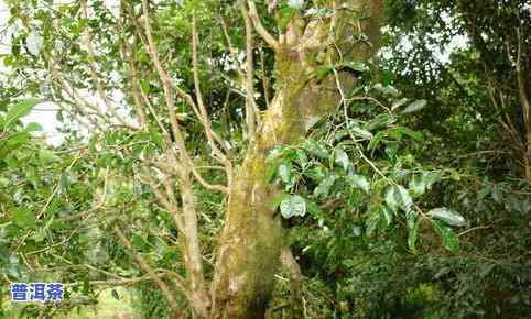 柳叶种普洱茶：树图片、种植方法与优劣分析