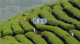 昌宁茶叶有哪些-昌宁茶叶有哪些的