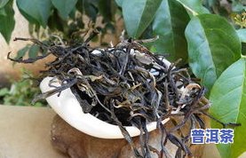 松洱普洱茶：以松树为原料，带有松香气，具有多种功效与作用