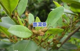 普洱茶母株遗株图片大全高清欣赏：探寻母树所在地