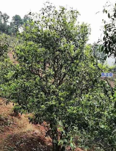 普洱茶母树在哪里？产地、生长环境与种植方法全解析，附母树茶价格及是不是分公母说明