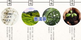 碎银子普洱茶怎么冲泡比较好-碎银子普洱茶怎么冲泡比较好喝