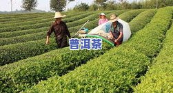 农用普洱茶-普洱茶茶农