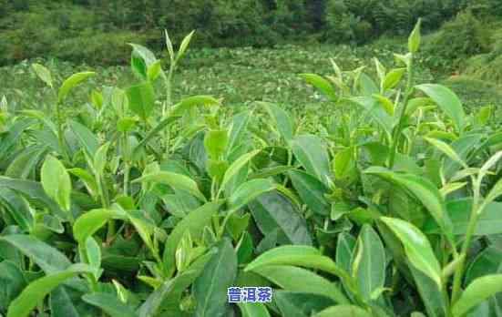 百年茶树茶叶价格全解析：多少钱一斤？查询方法与价格表一览