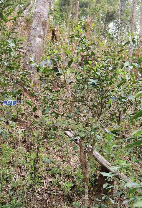 普洱茶山头排名-普洱茶山头排名前十名