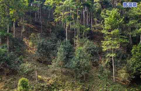 南糯山孙记普洱茶价格-南糯山熟普洱茶价格