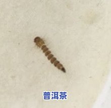 茶叶长虫子了能喝吗？有吗？全解答！