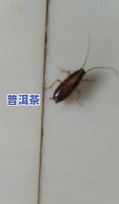 茶叶长虫子了能喝吗？有吗？全解答！