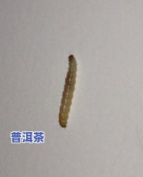 茶叶长虫子了能喝吗-茶叶长虫子了能喝吗有吗