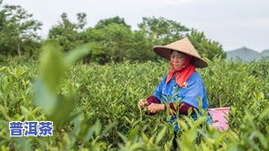 广西的茶叶场-广西的茶叶场在哪里